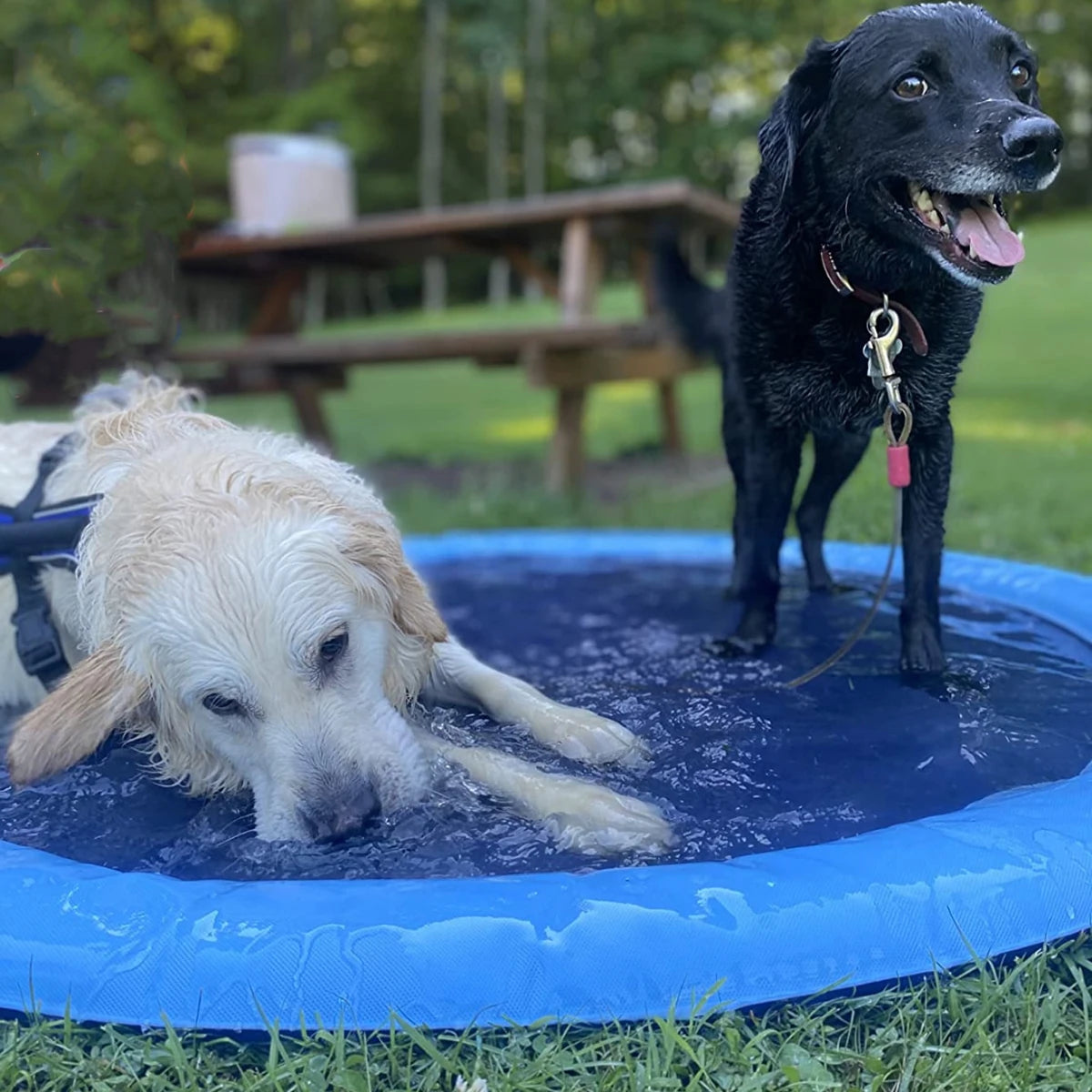 Splash - Din hunds sommar favorit!