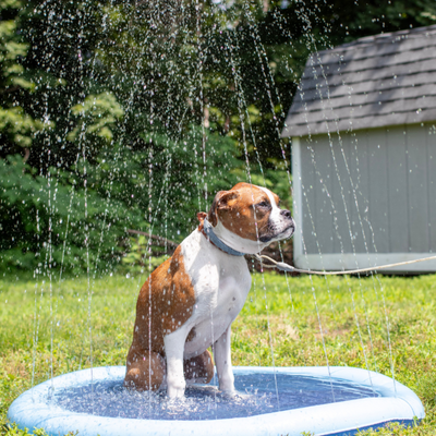 Splash - Din hunds sommar favorit!